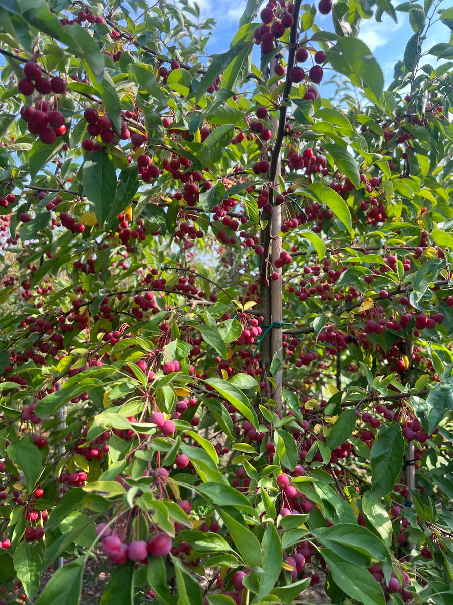 Malus hupehensis op stam vruchten