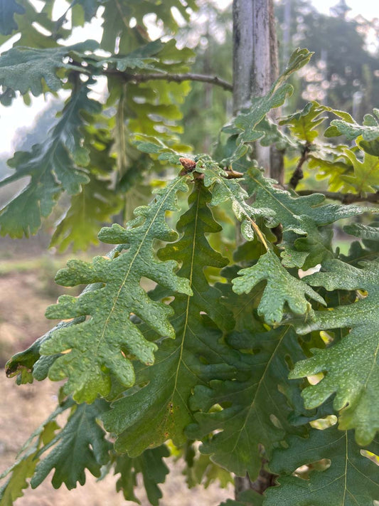 Quercus frainetto Tuinplanten blad