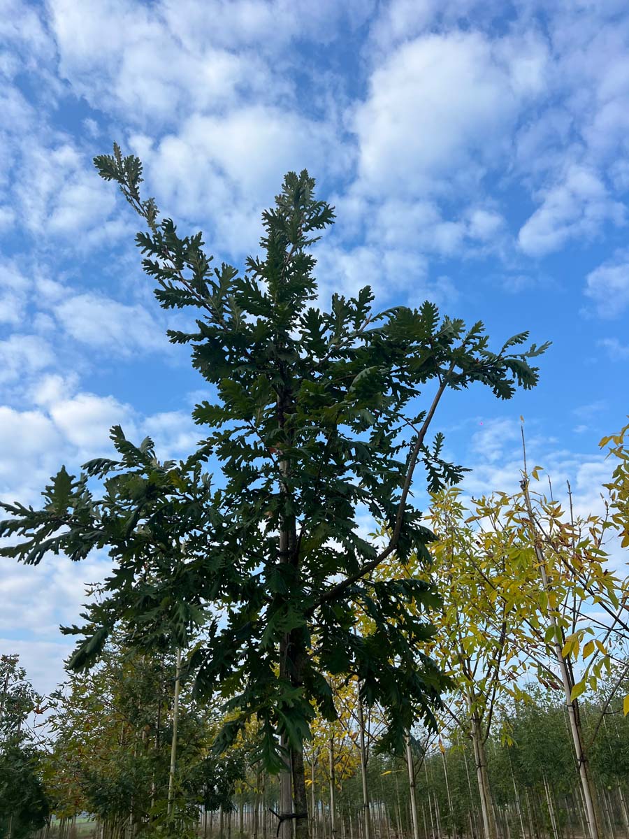 Quercus frainetto solitair kroon