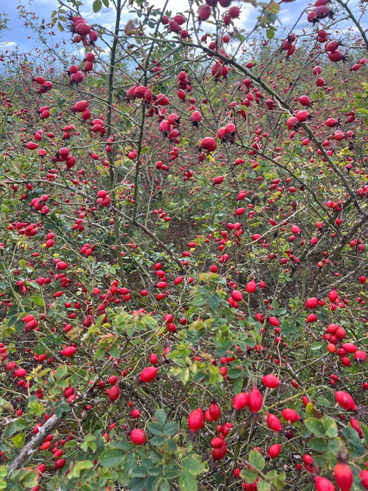 Rosa canina (o) Tuinplanten vrucht