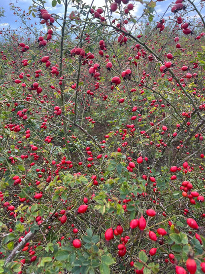 Rosa canina (o) meerstammig / struik haag