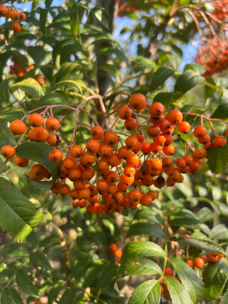 Sorbus cashmiriana op stam bes
