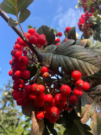 Sorbus hybrida 'Gibbsii' Tuinplanten bes