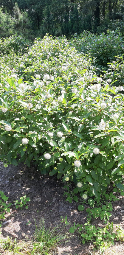 Cephalanthus occidentalis meerstammig / struik struik