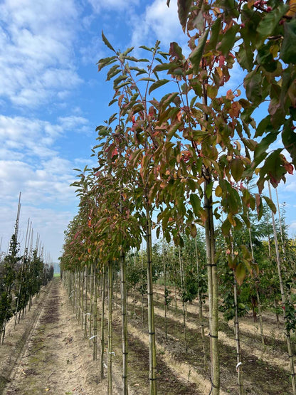 Euonymus hamiltonianus 'Indian Summer' op stam op stam