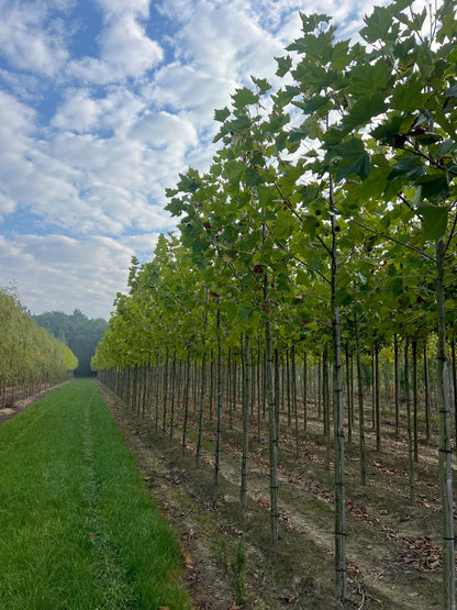 Platanus hispanica op stam op stam
