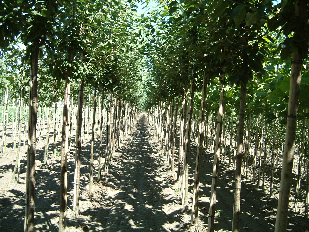 Prunus avium 'Landscape Bloom' op stam op stam