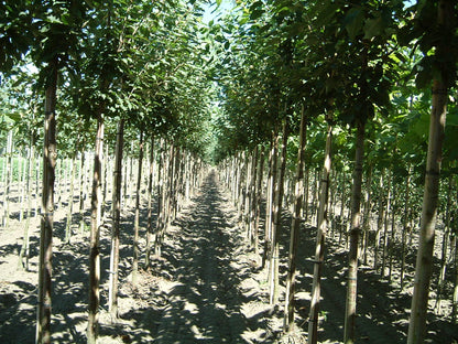 Prunus avium 'Landscape Bloom' op stam op stam