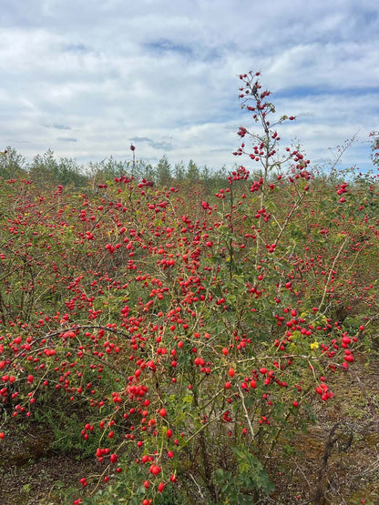 Rosa canina (o) meerstammig / struik struik