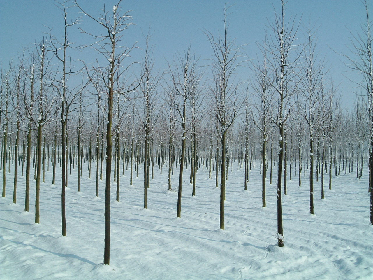 Tilia europaea 'Pallida' op stam op stam