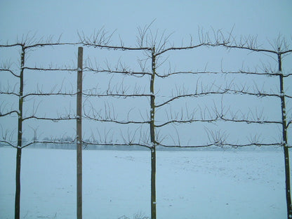 Tilia europaea 'Pallida' leiboom leiboom