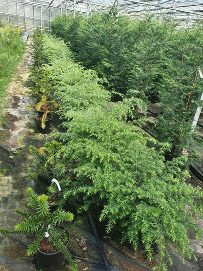 Tsuga chinensis Tuinplanten tuinplanten