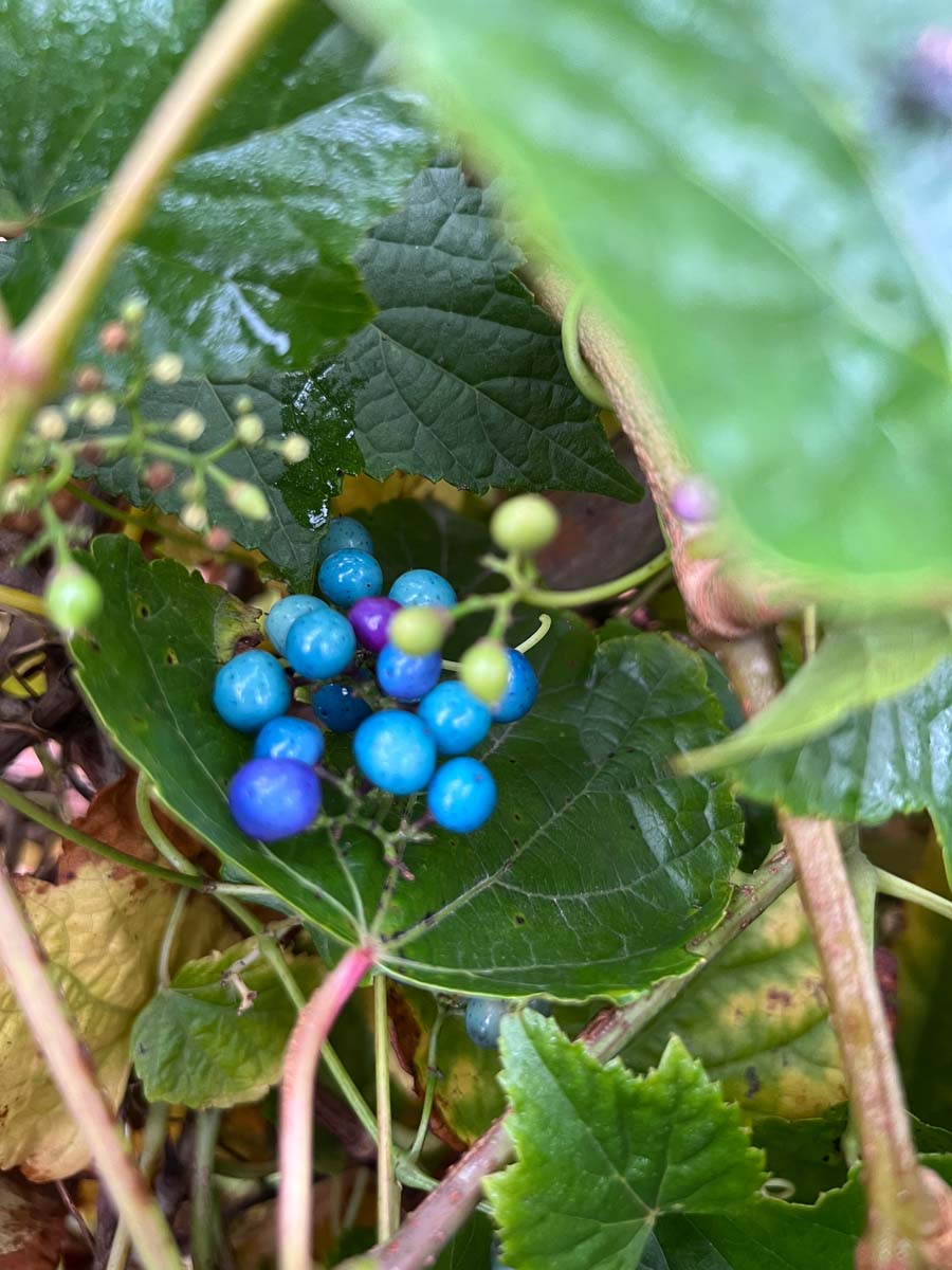 Ampelopsis delavayana vrucht