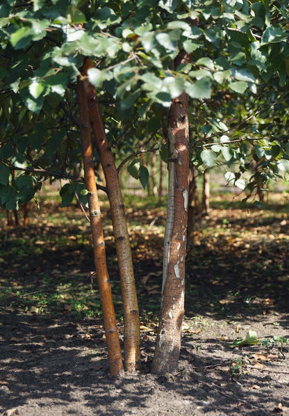Betula pubescens op stam stam