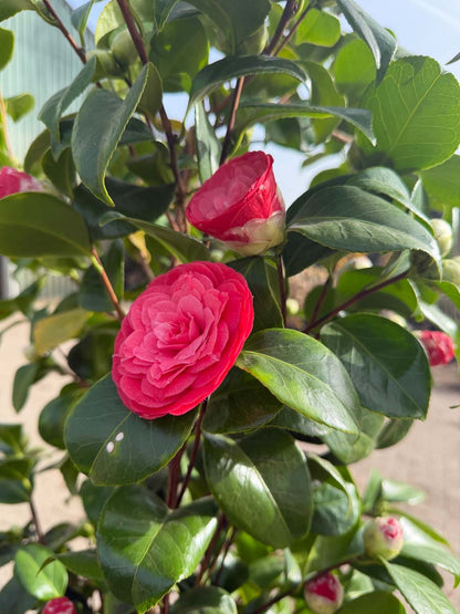 Camellia japonica 'Principessa Baciocchi' meerstammig / struik bloem