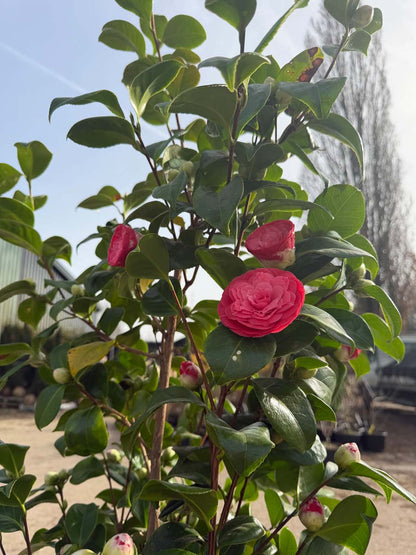 Camellia japonica 'Principessa Baciocchi' blad