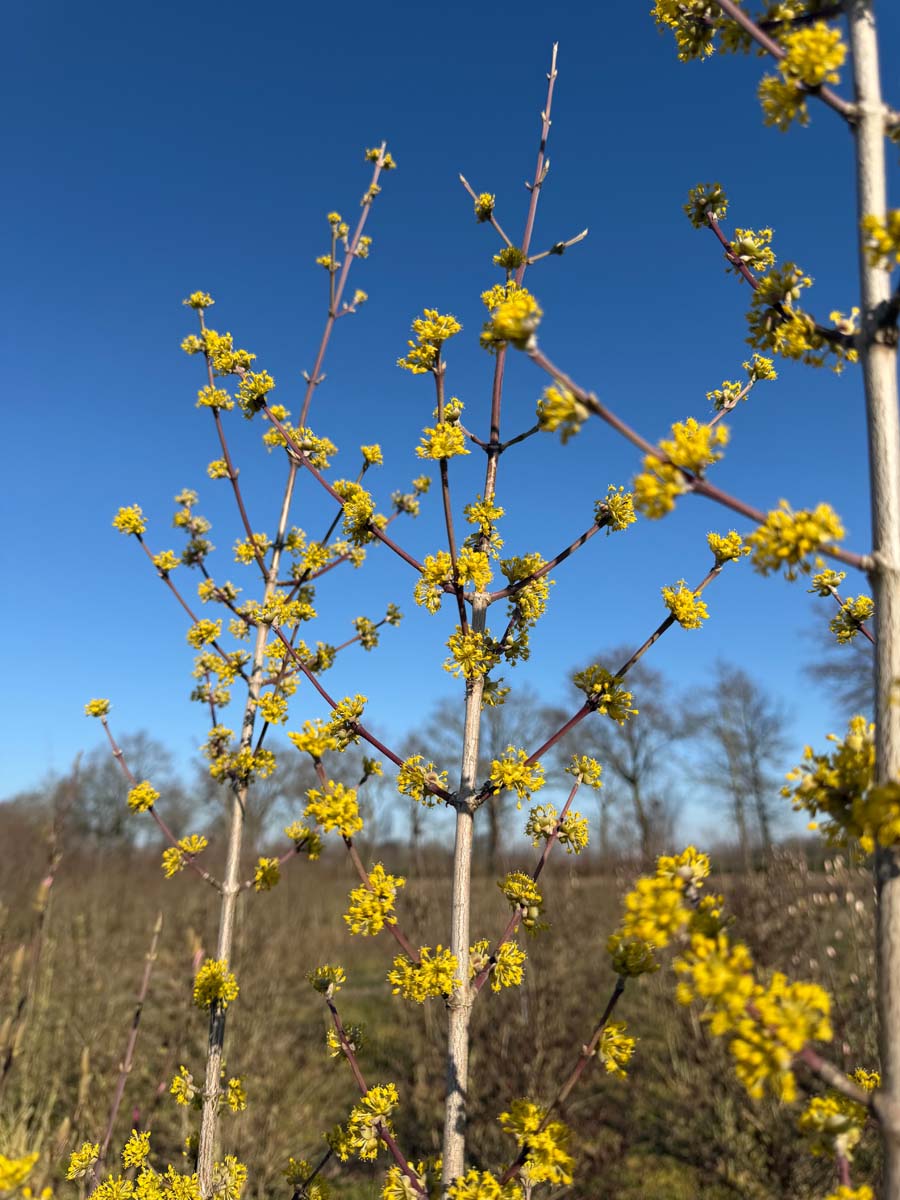 Cornus officinalis op stam bloem