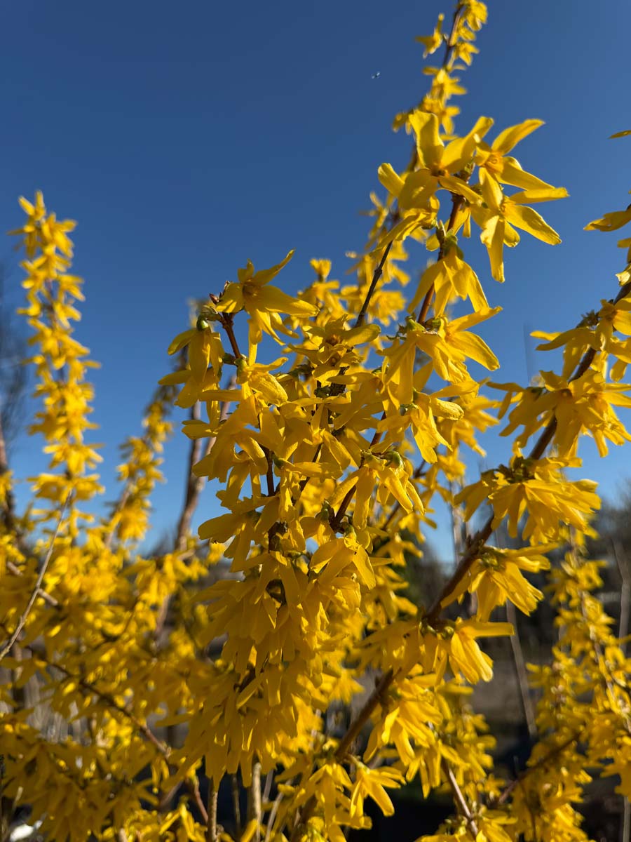 Forsythia intermedia 'Lynwood' haagplant bloesem