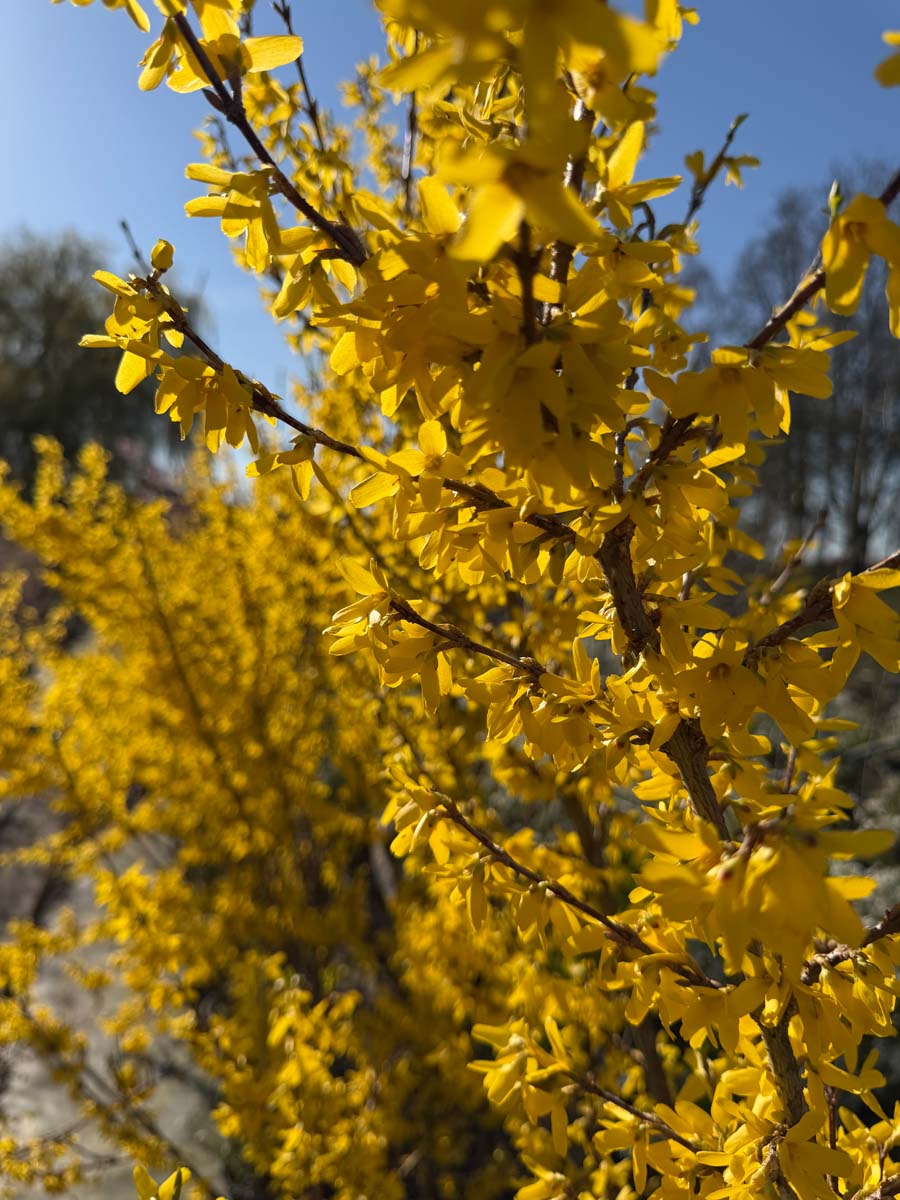 Forsythia intermedia 'Spectabilis' haagplant bloesem