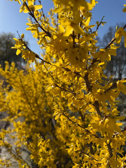 Forsythia intermedia 'Spectabilis' meerstammig / struik bloesem