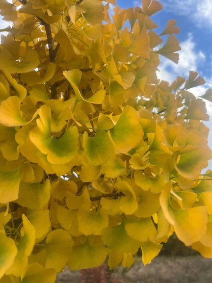 Ginkgo biloba 'Globus' op stam herfstkleur