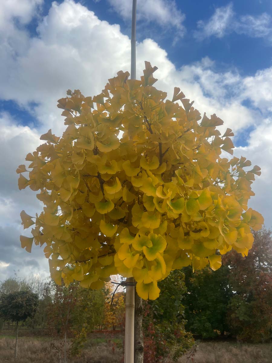 Ginkgo biloba 'Globus' op stam herfstkleur