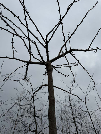 Ginkgo biloba 'Horizontalis' op stam stam