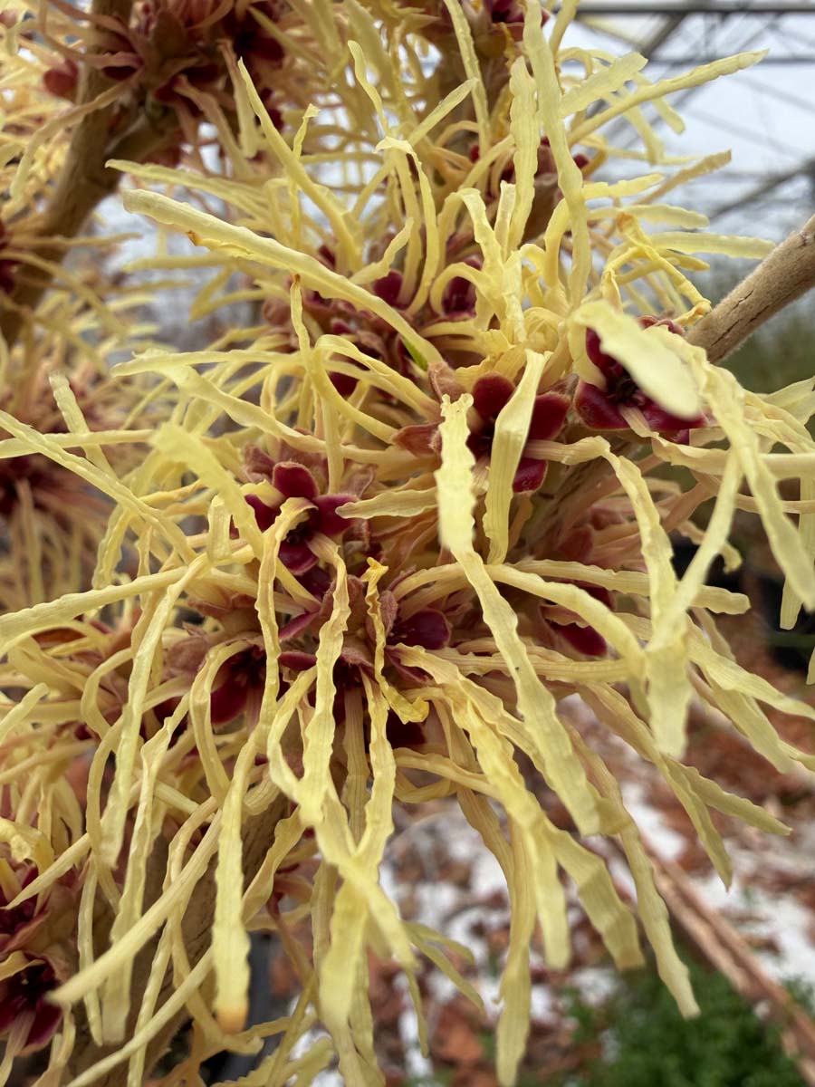 Hamamelis intermedia 'Aurora' Tuinplanten bloem