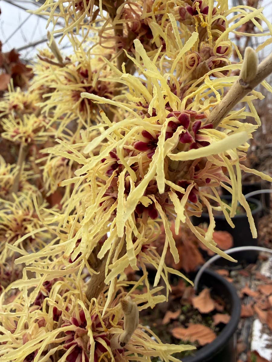 Hamamelis intermedia 'Aurora' meerstammig / struik bloem