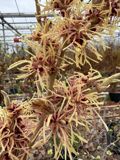 Hamamelis intermedia 'Aurora' Tuinplanten bloesem
