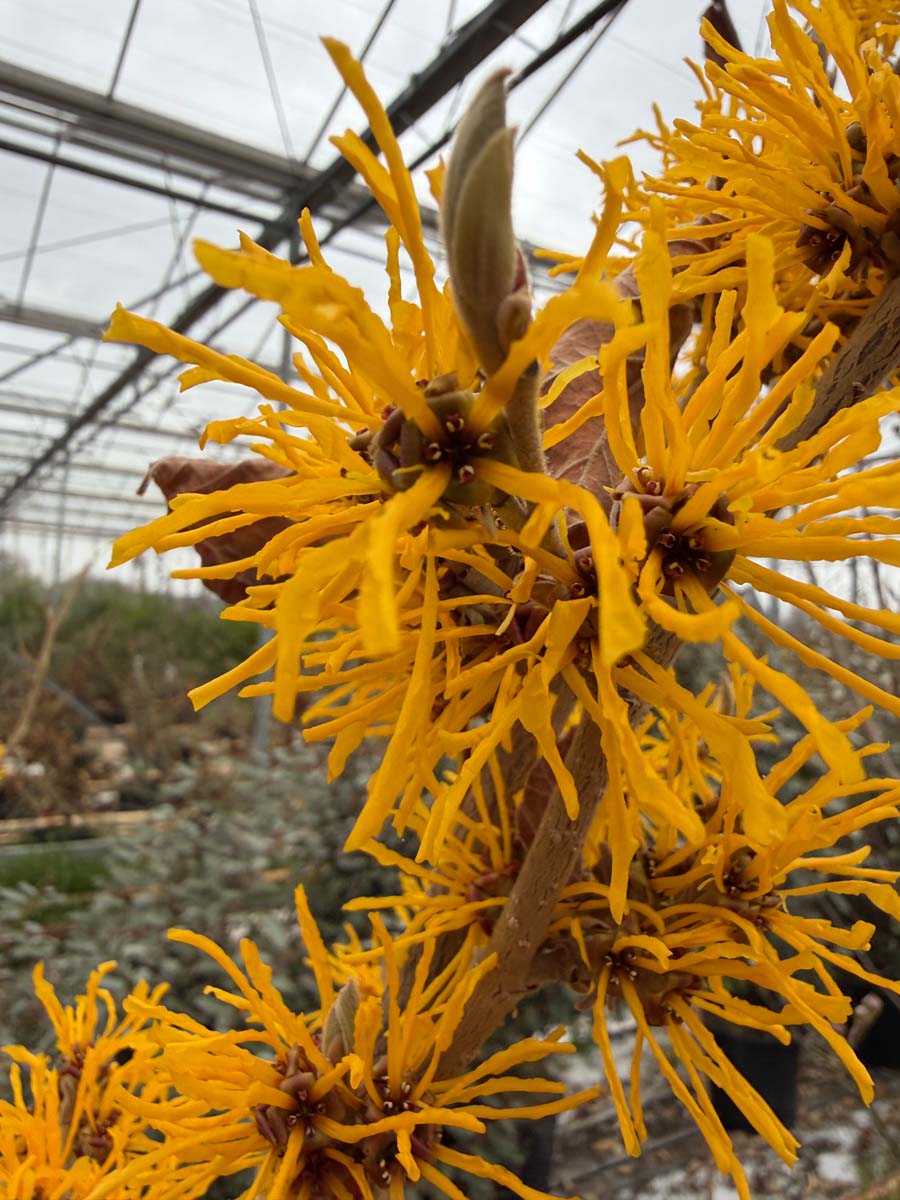 Hamamelis intermedia 'Cyrille' meerstammig / struik bloem