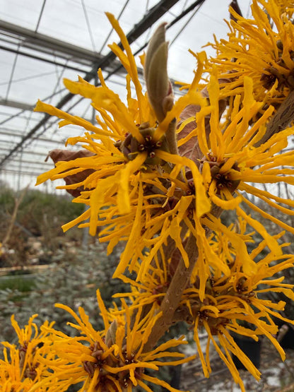Hamamelis intermedia 'Cyrille' meerstammig / struik bloem