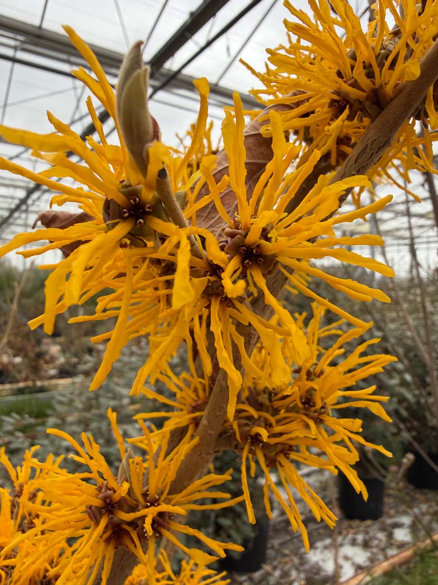 Hamamelis intermedia 'Cyrille' meerstammig / struik bloem