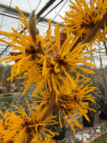Hamamelis intermedia 'Cyrille' Tuinplanten bloem
