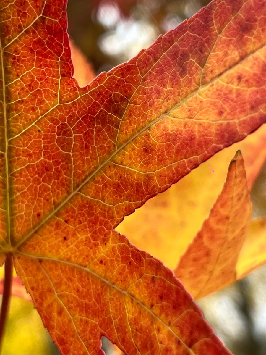 Liquidambar styraciflua 'Worplesdon' meerstammig / struik herfstkleur