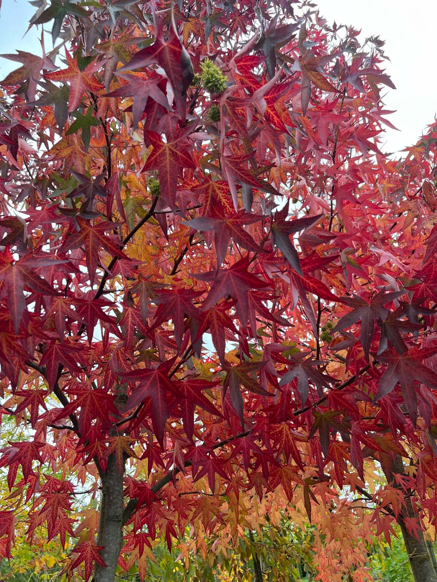 Liquidambar styraciflua 'Worplesdon' Tuinplanten herfstkleur