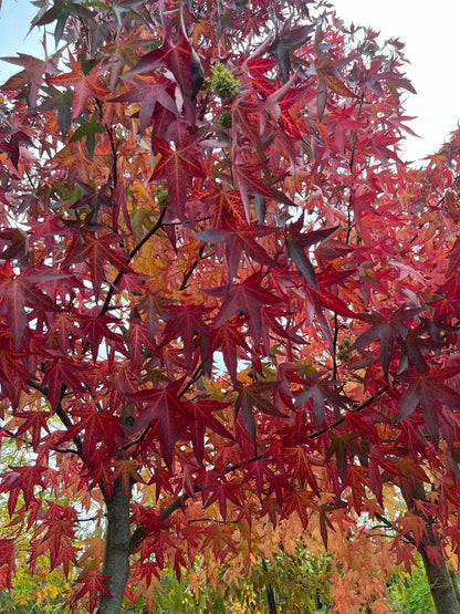 Liquidambar styraciflua 'Worplesdon' Tuinplanten herfstkleur