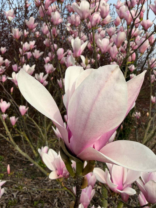 Magnolia 'Heaven Scent' solitair bloem