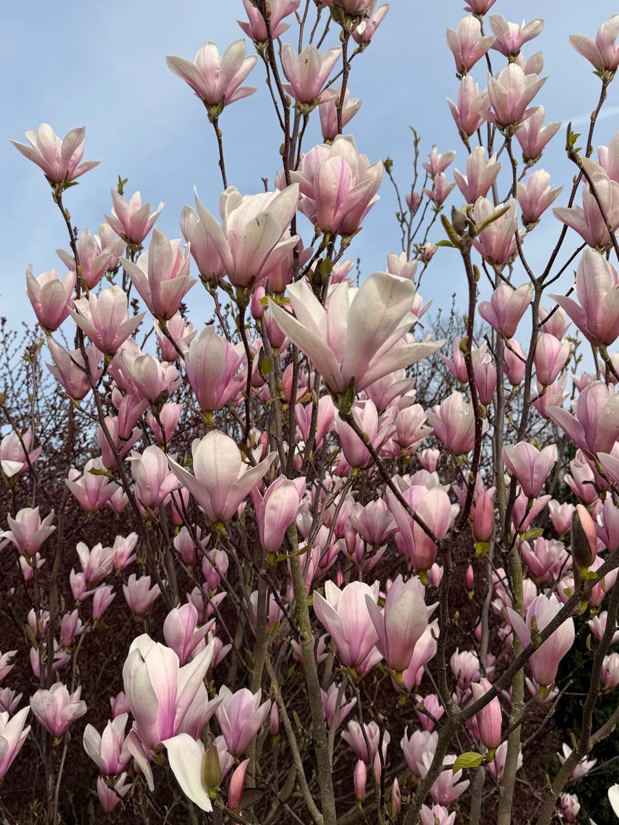 Magnolia 'Heaven Scent' Tuinplanten bloesem