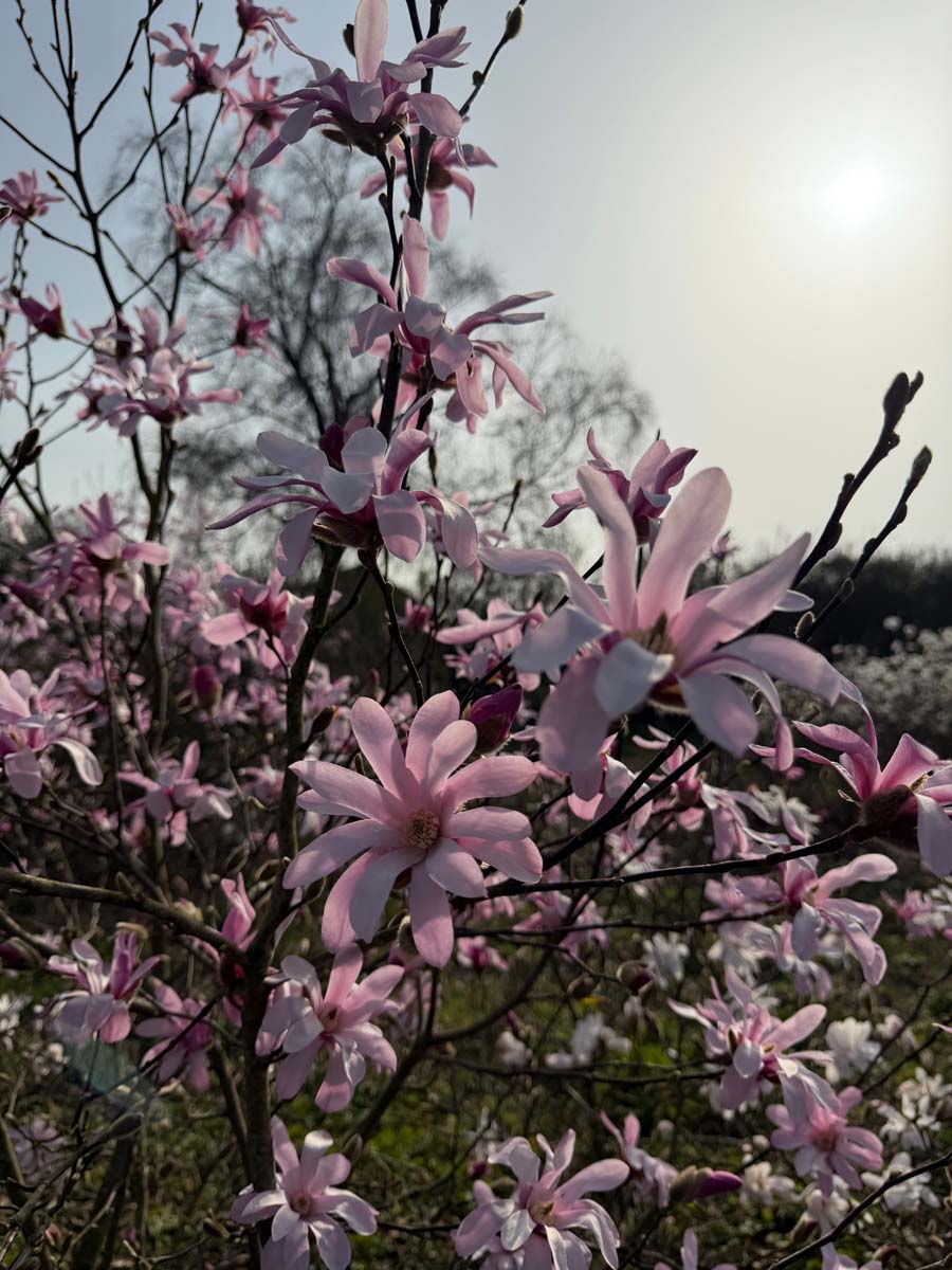 Magnolia loebneri 'Leonard Messel' meerstammig / struik bloesem