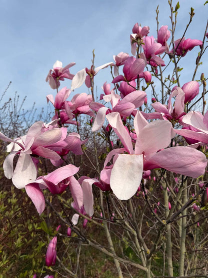 Magnolia soulangeana 'Sundew' Tuinplanten bloesem