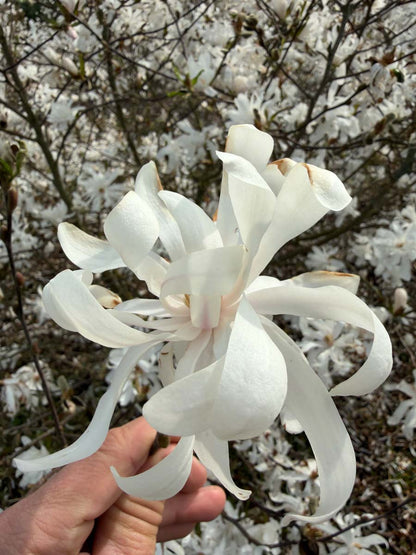 Magnolia stellata solitair bloem