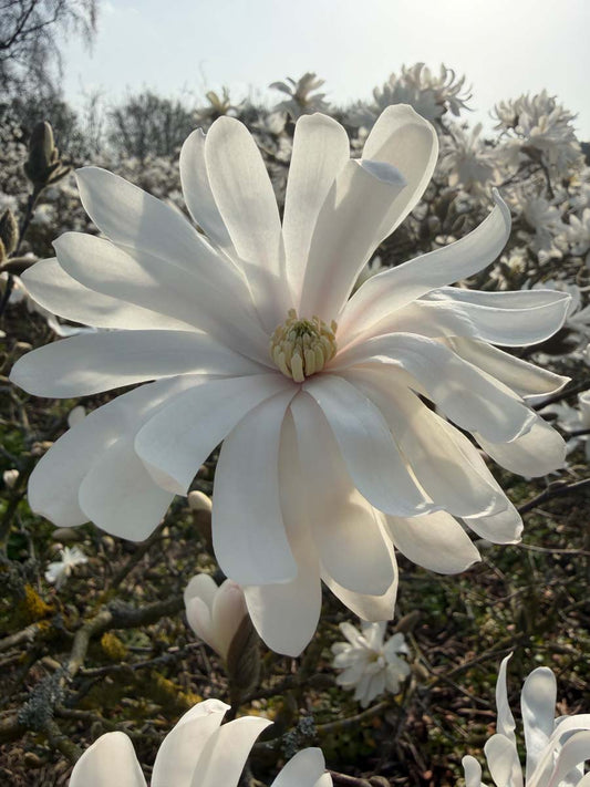 Magnolia stellata 'Royal Star' solitair bloem