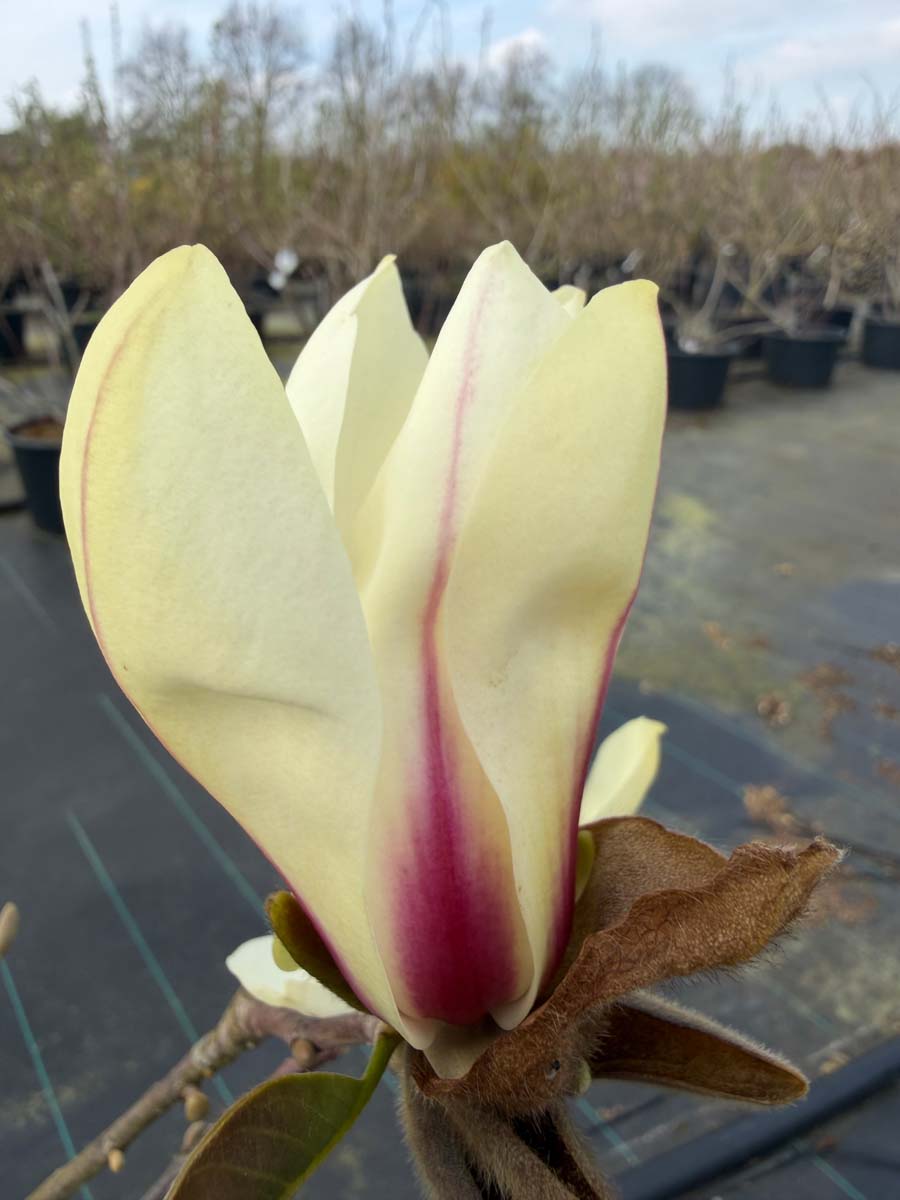 Magnolia 'Sunrise' op stam bloem