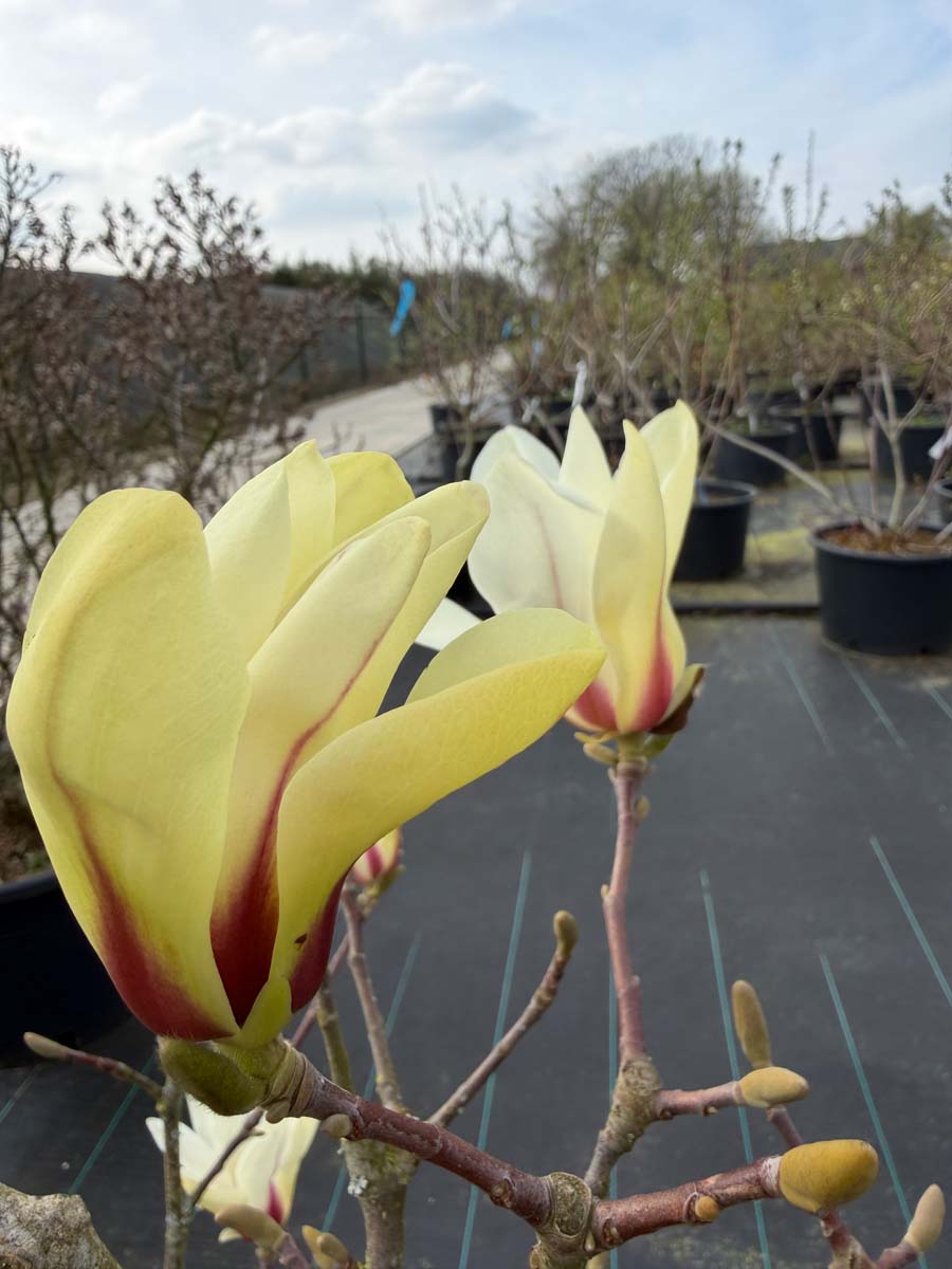 Magnolia 'Sunrise' meerstammig / struik bloem