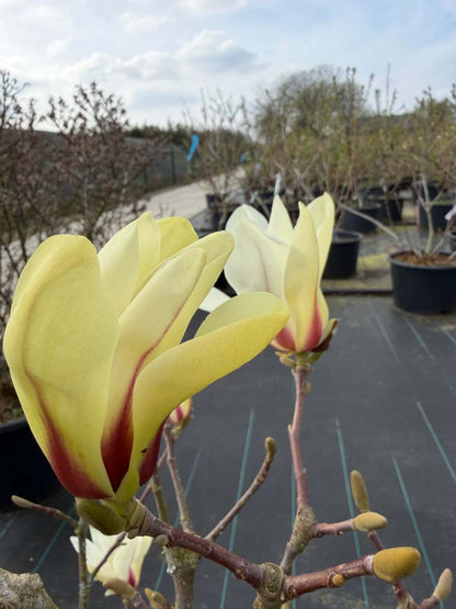 Magnolia 'Sunrise' Tuinplanten bloem
