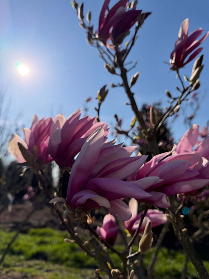 Magnolia 'Susan' meerstammig / struik bloem