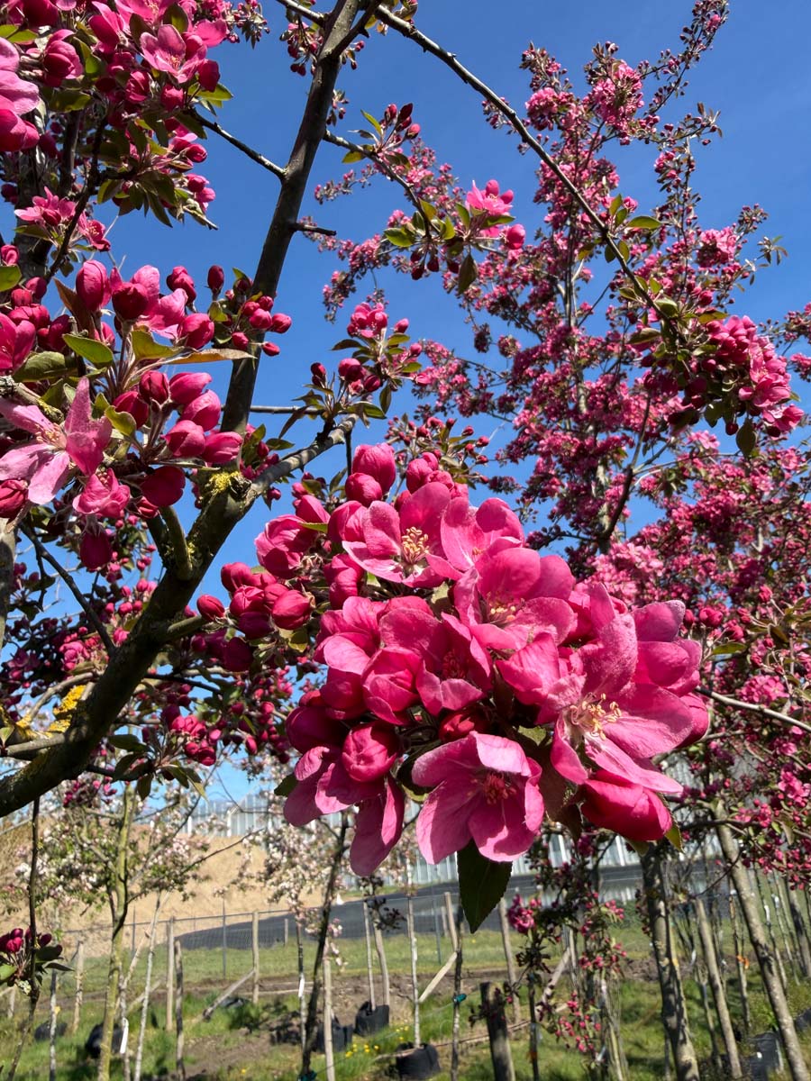 Malus 'Almey' op stam bloesem