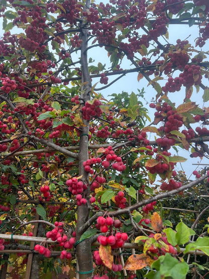 Malus 'Red Sentinel' leiboom leiboom
