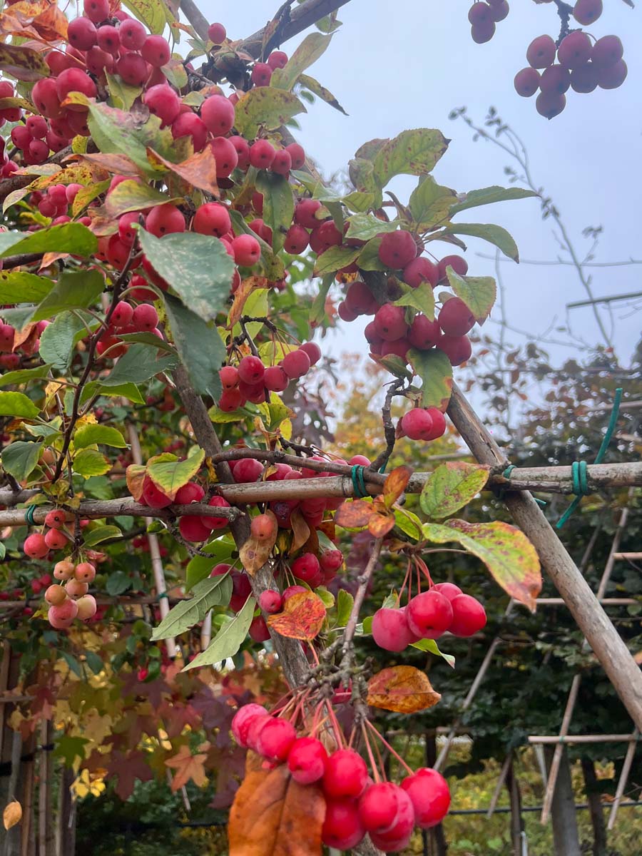 Malus 'Red Sentinel' leiboom leiboom